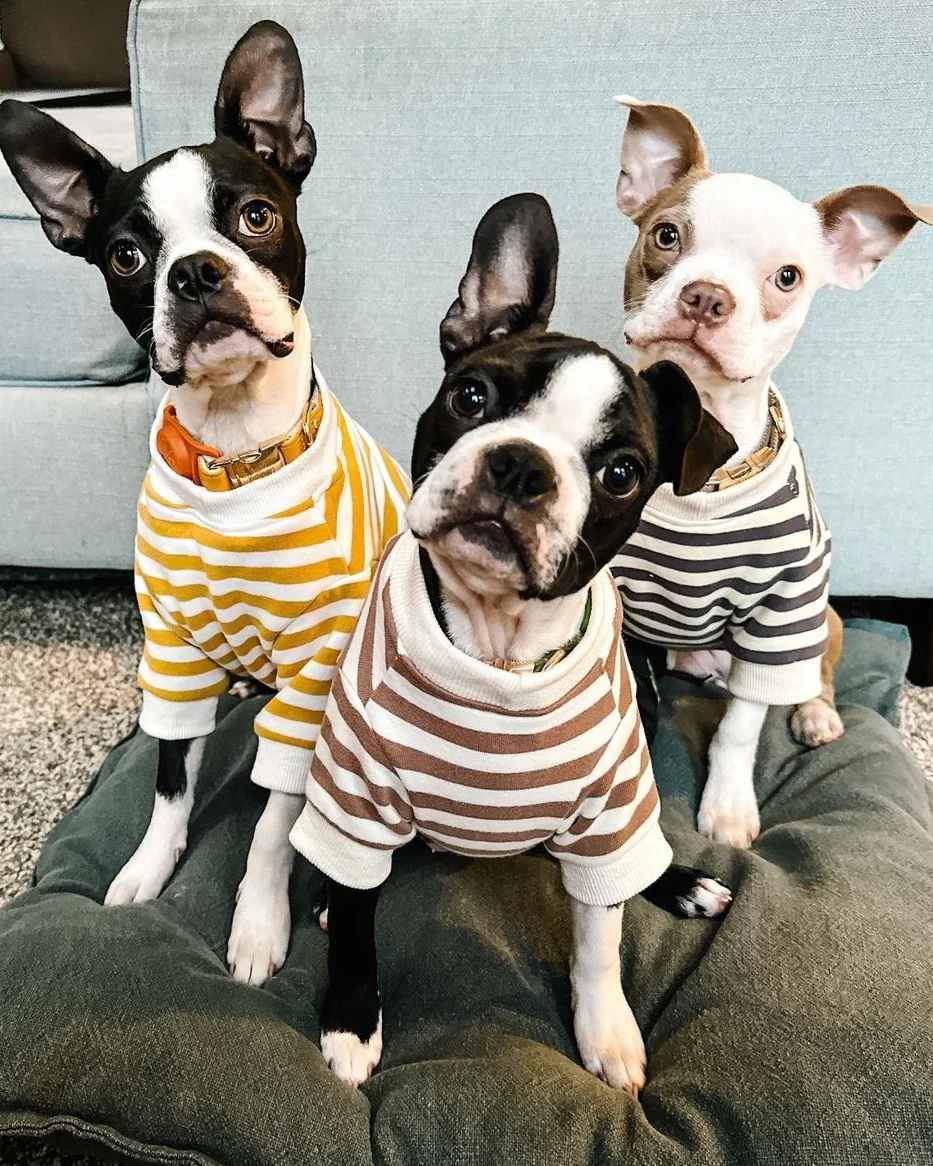 Camden Charcoal Striped Dog Sweatshirt - Image 11