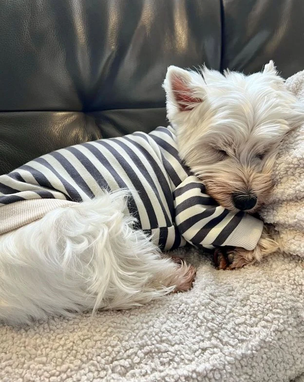 Camden Charcoal Striped Dog Sweatshirt - Image 9