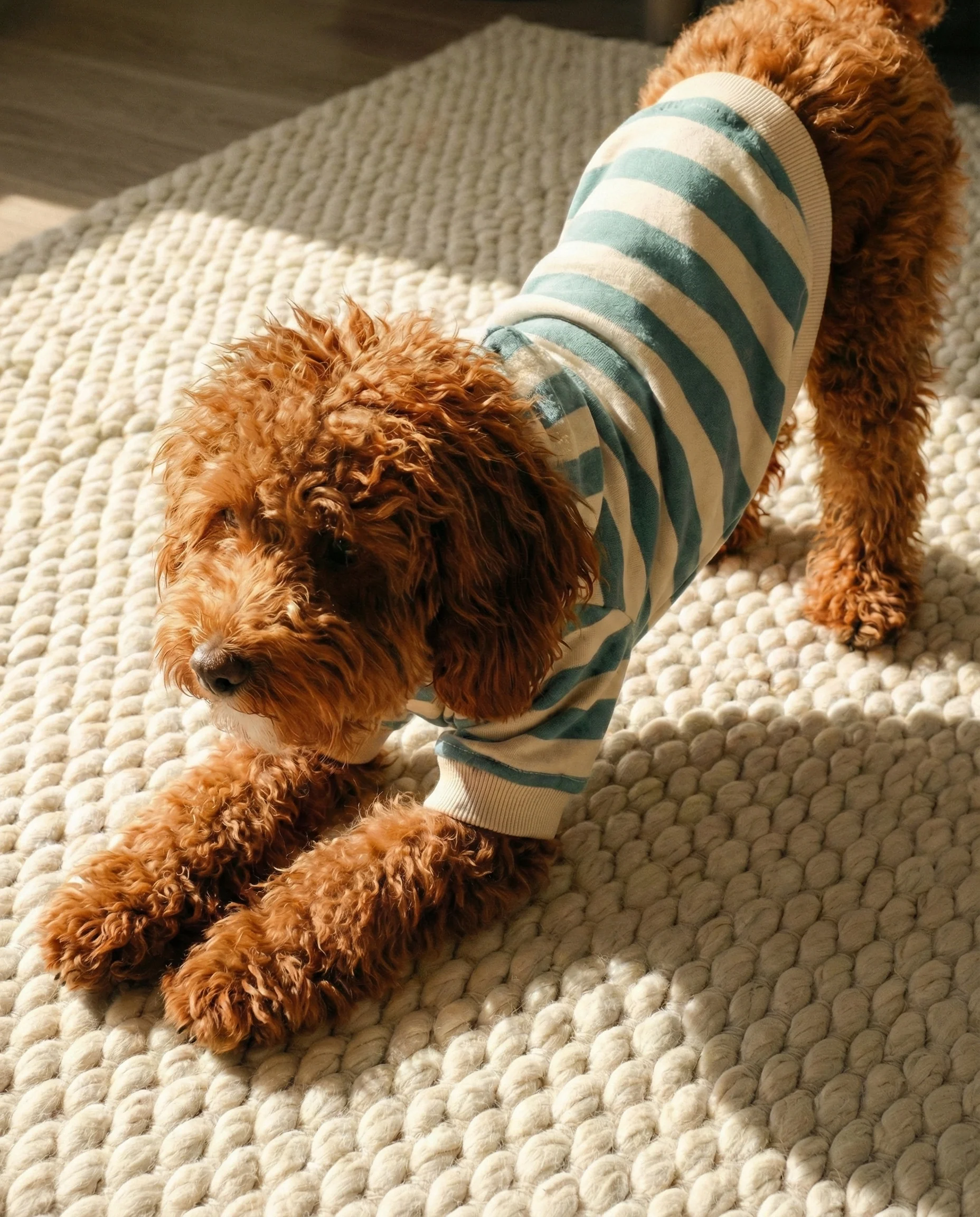 Remy Dusty Teal Stripe Dog Hoodie - Image 3