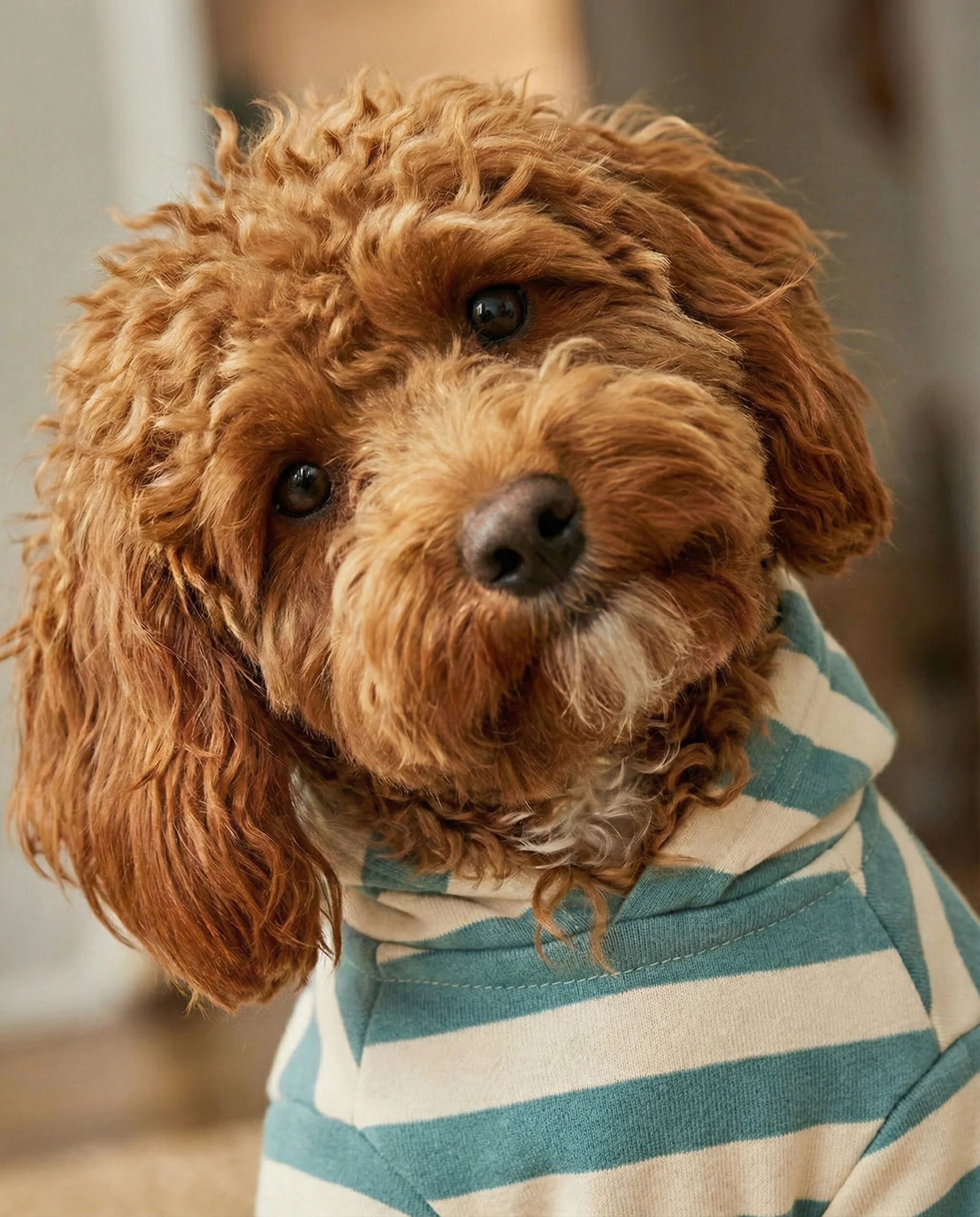Remy Dusty Teal Stripe Dog Hoodie - Image 7