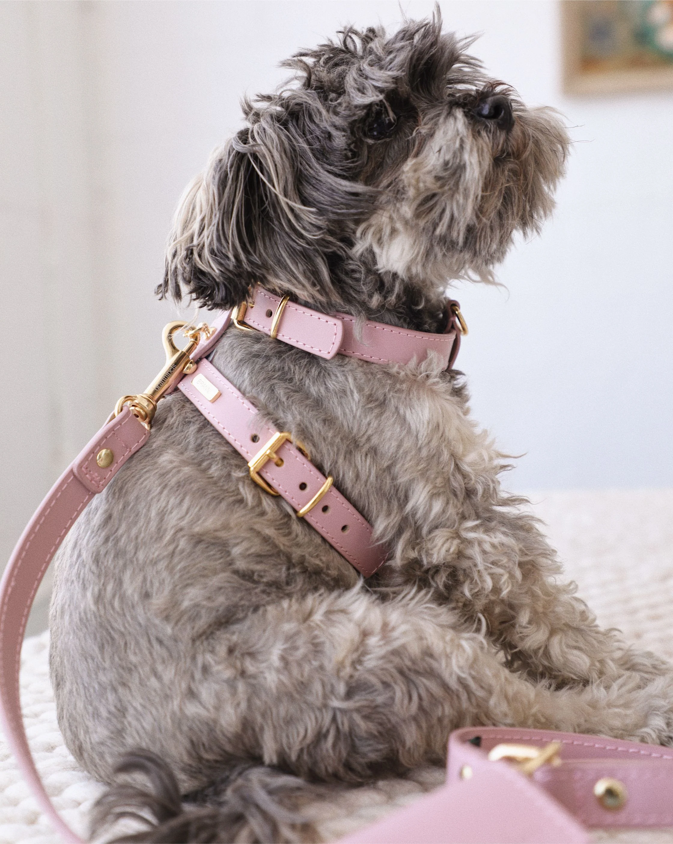 Palermo Harness Mauve Leather Walk Kit