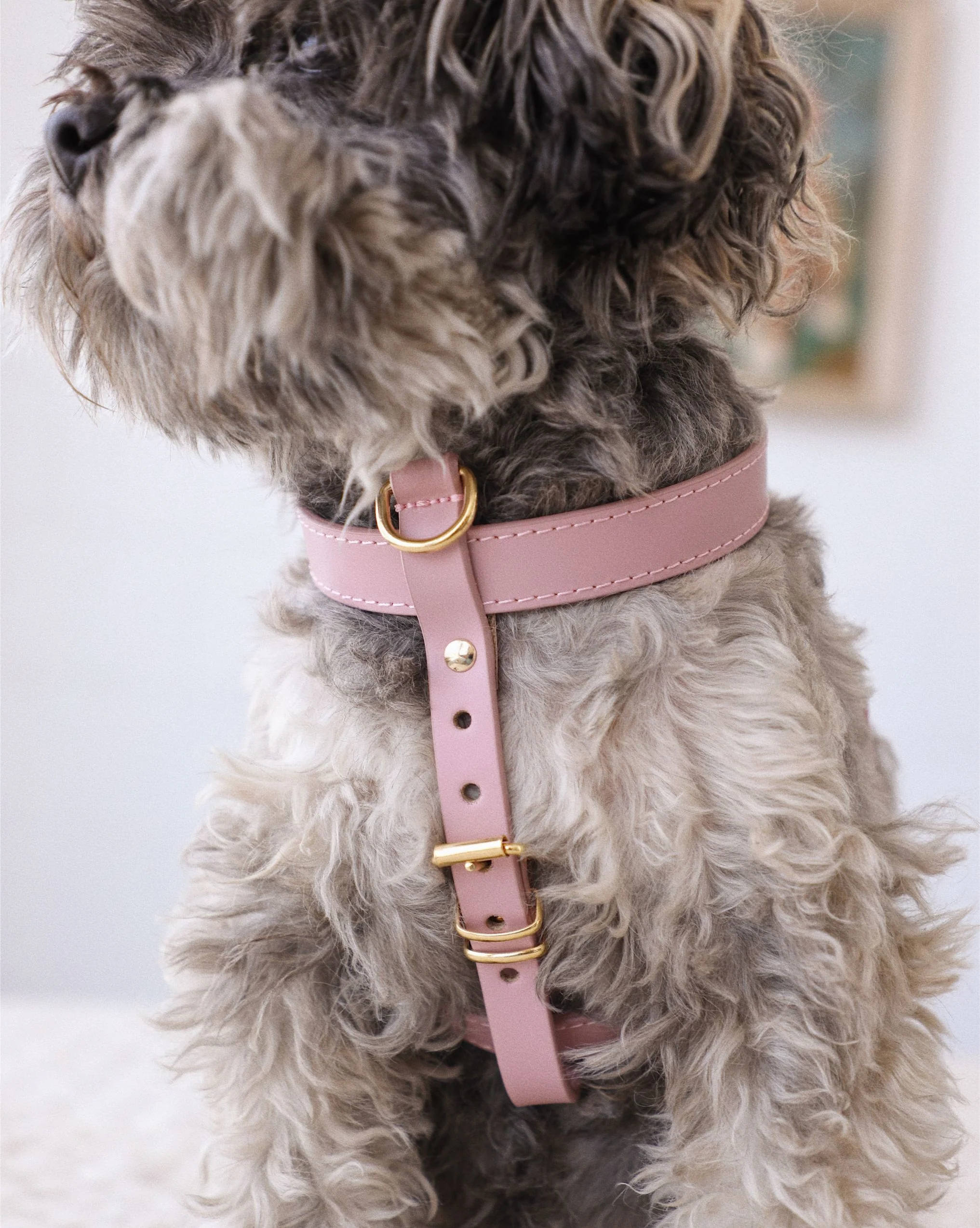 Palermo Harness Mauve Leather Walk Kit - Image 2