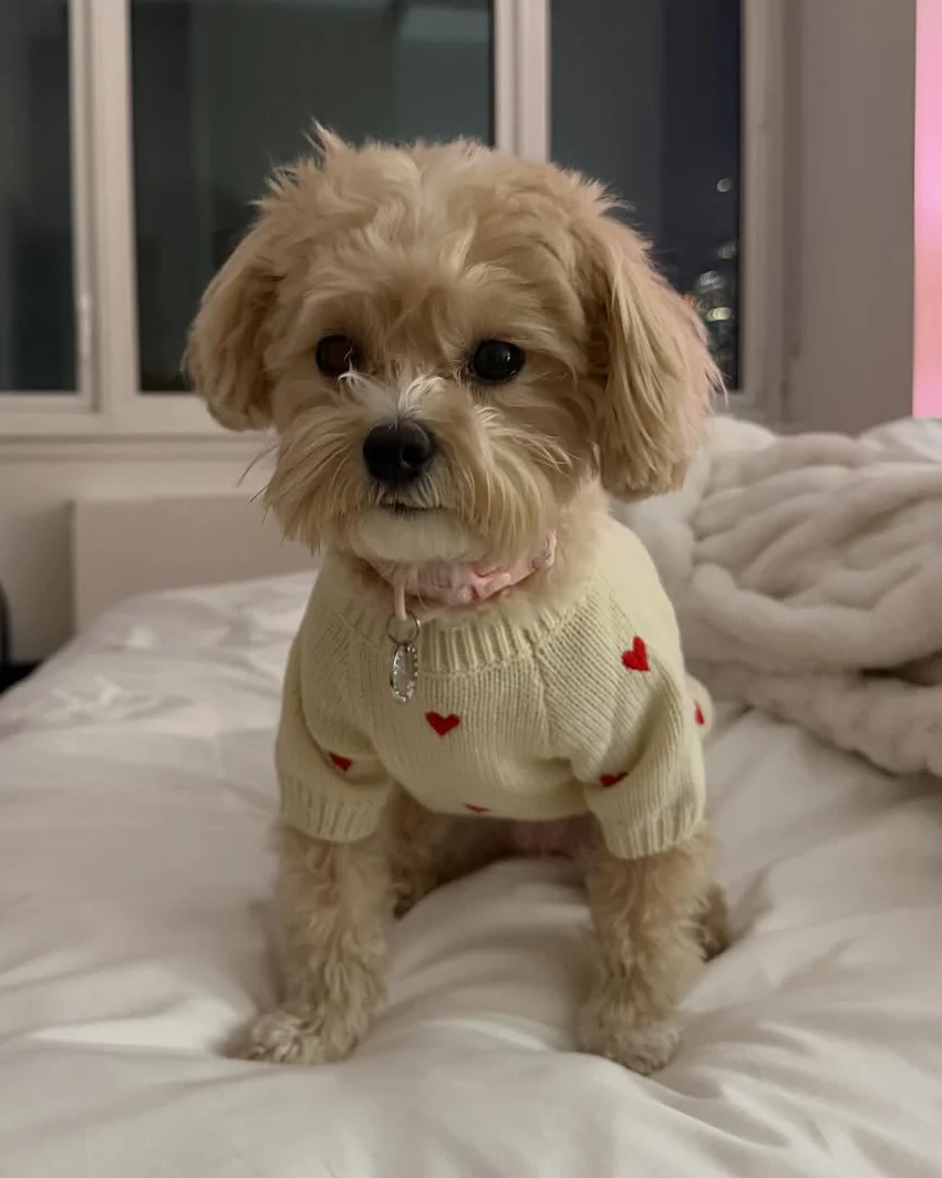 Fur-ever Yours Heart Dog Sweater - Image 5