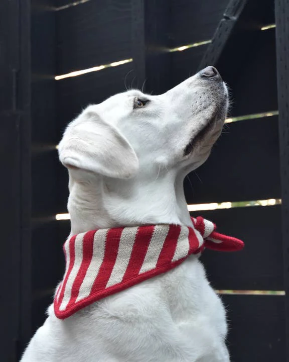 Puppermint Cutie Knit Dog Bandana - Image 2