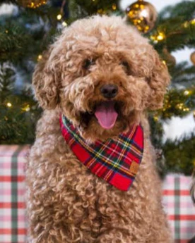 Tartan Tidings Flannel Dog Bandana - Image 2