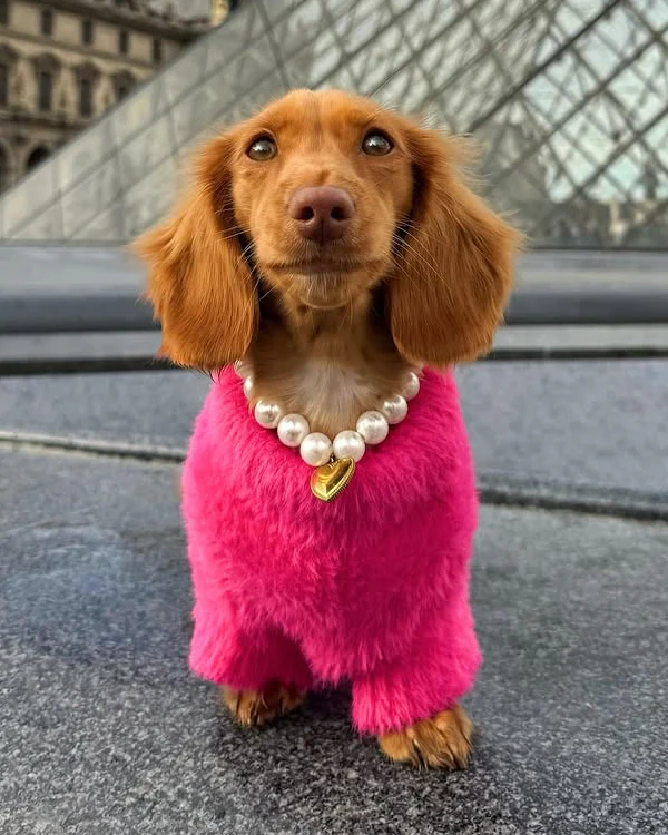 Bobbi Hot Pink Eyelash Knit Dog Sweater - Image 8