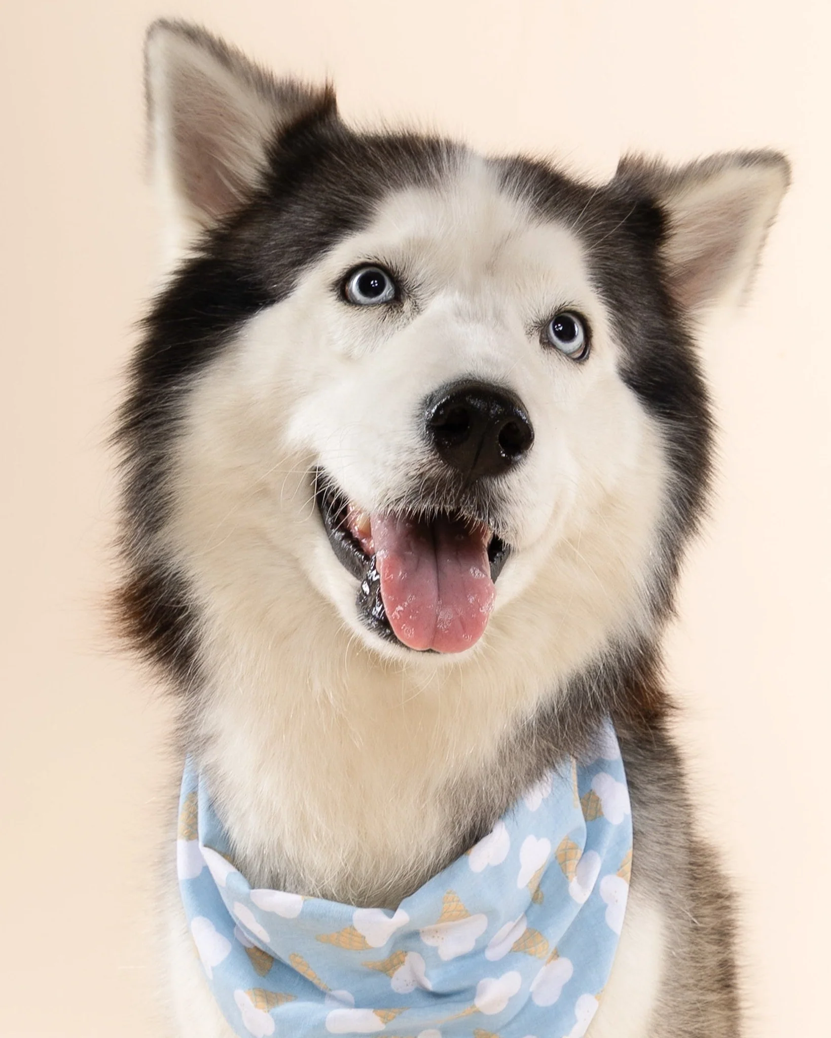 Sweet Tooth Blue Dog Bandana - Image 5
