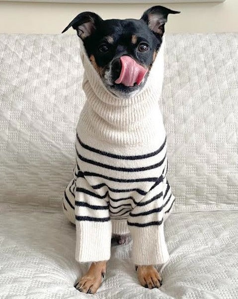 Finley Ivory + Black Striped Dog Sweater - Image 3