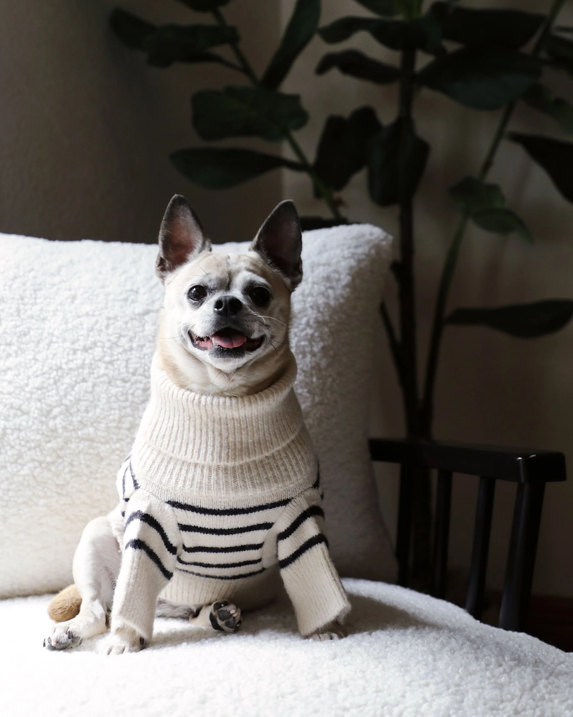 Finley Ivory + Black Striped Dog Sweater - Image 7