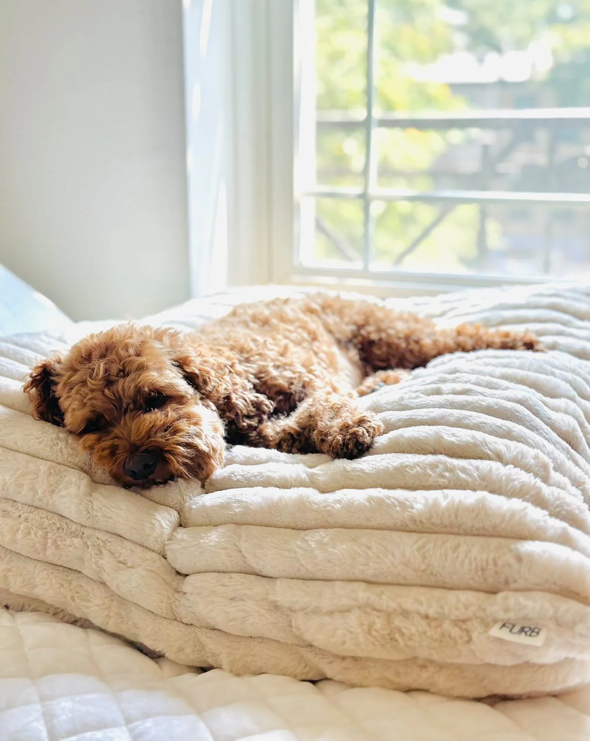 Coronado Ivory Faux Fur Dog Bed - Image 3
