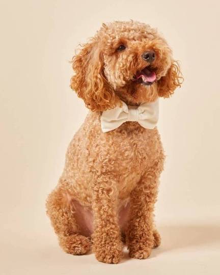 Trés Chic Ivory Velvet Bow Tie