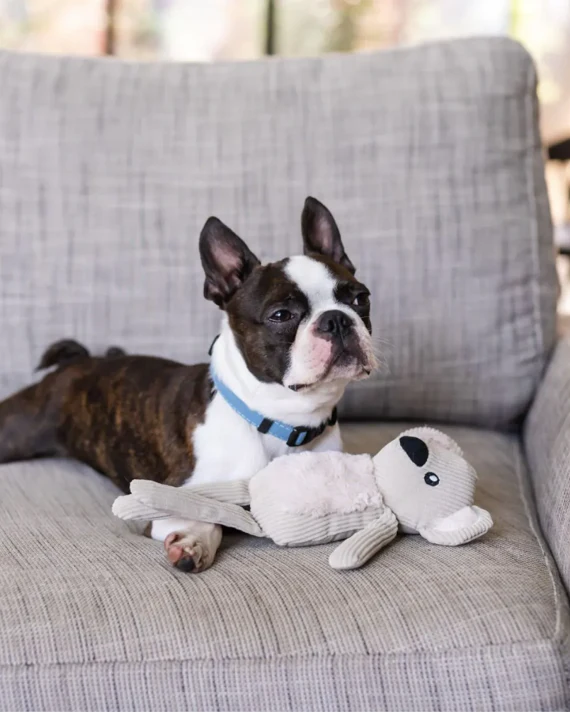 Grin + Bear It Koala Plush Dog Toy - Image 2