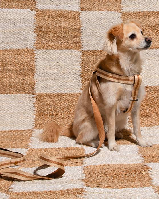 Le Classic Dog Harness in Rue de Rivoli