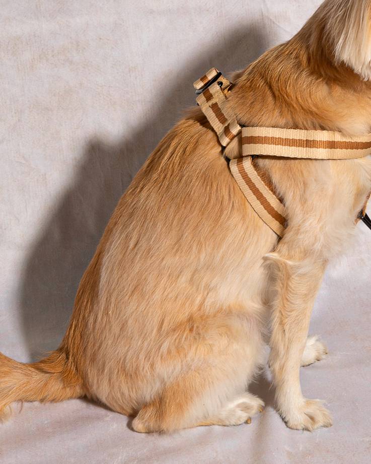 Le Classic Dog Harness in Rue de Rivoli - Image 3