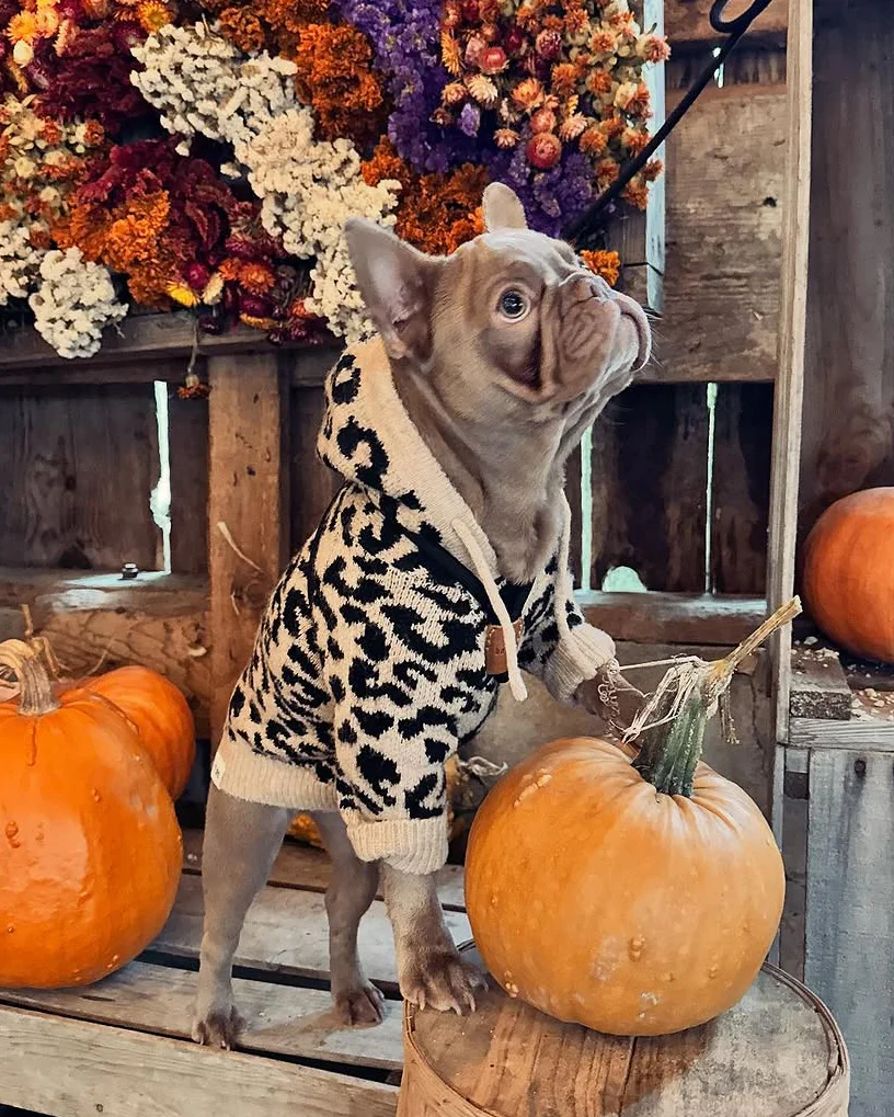 Milan Leopard Print Dog Hoodie - Image 10