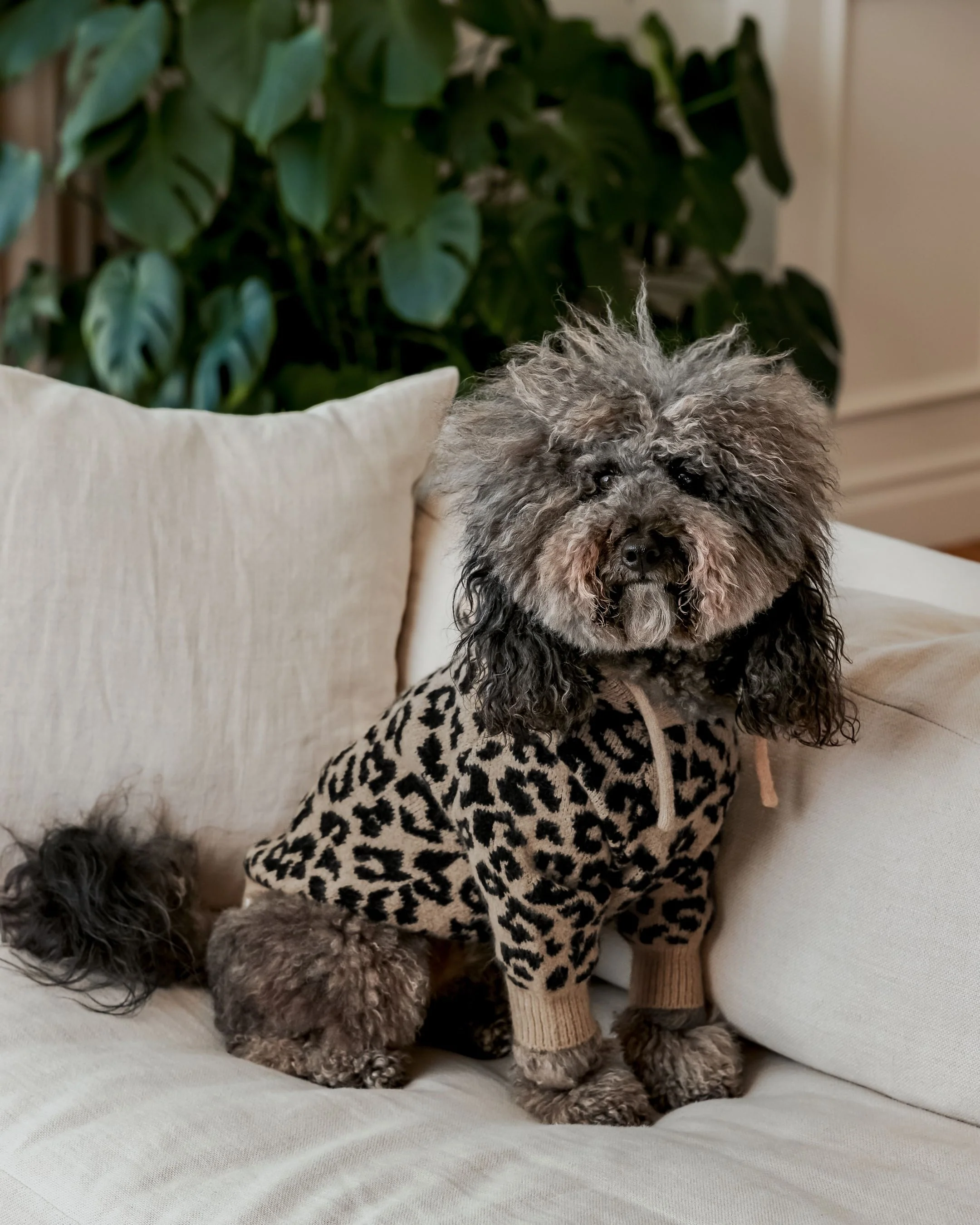 Milan Leopard Print Dog Hoodie - Image 4