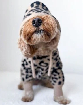 Milan Leopard Print Dog Hoodie - Image 9