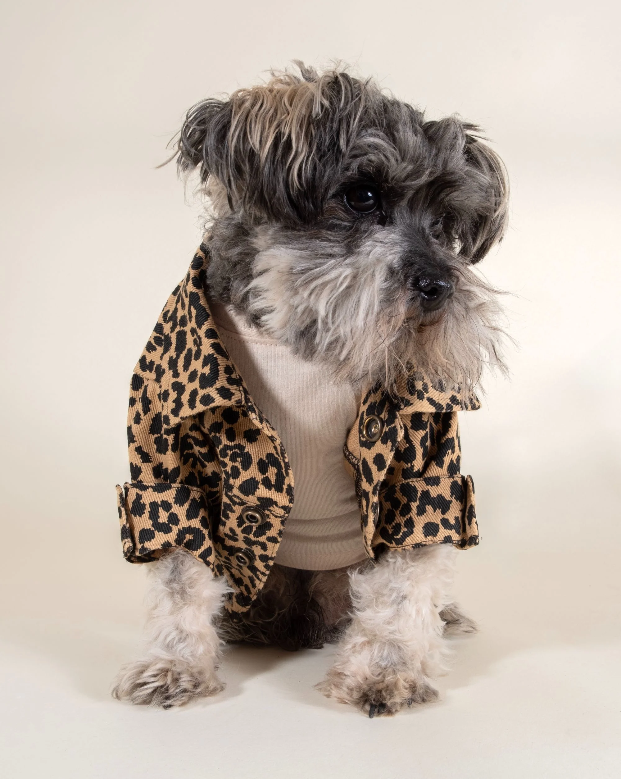 Ozzie Leopard Denim Dog Jacket - Image 5