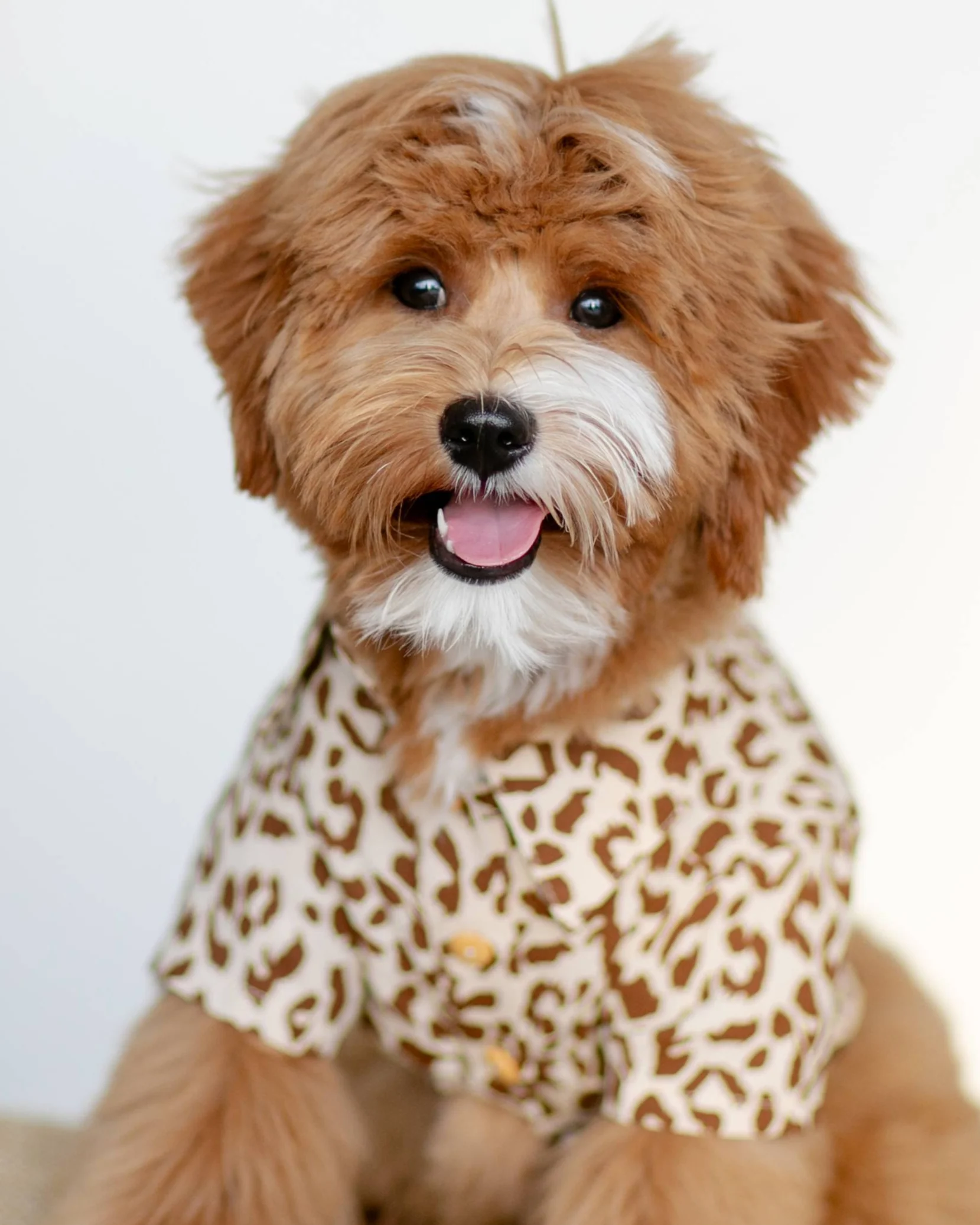 Walk on the Wild Side Leopard Button-Up - Image 10