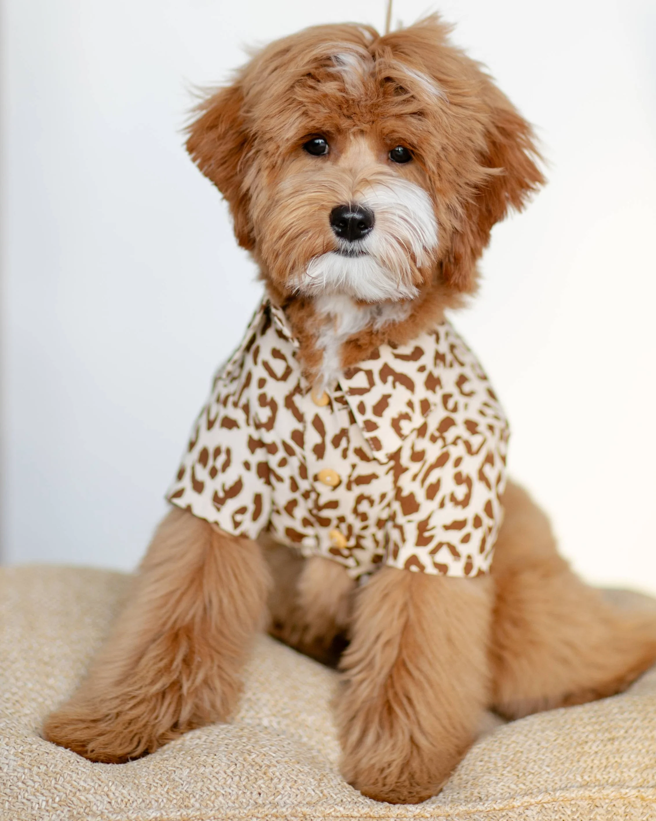 Walk on the Wild Side Leopard Button-Up - Image 5