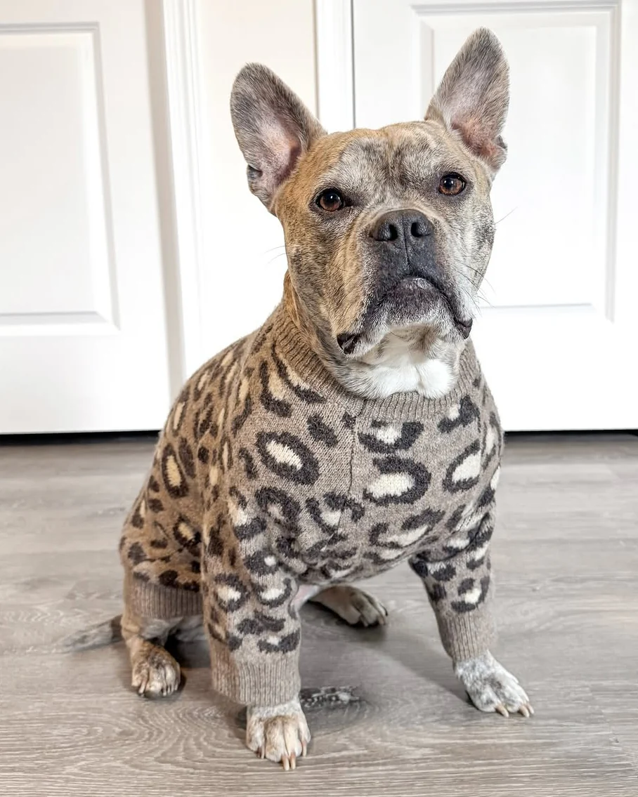Big Roar Leopard Crewneck Dog Sweater - Image 6
