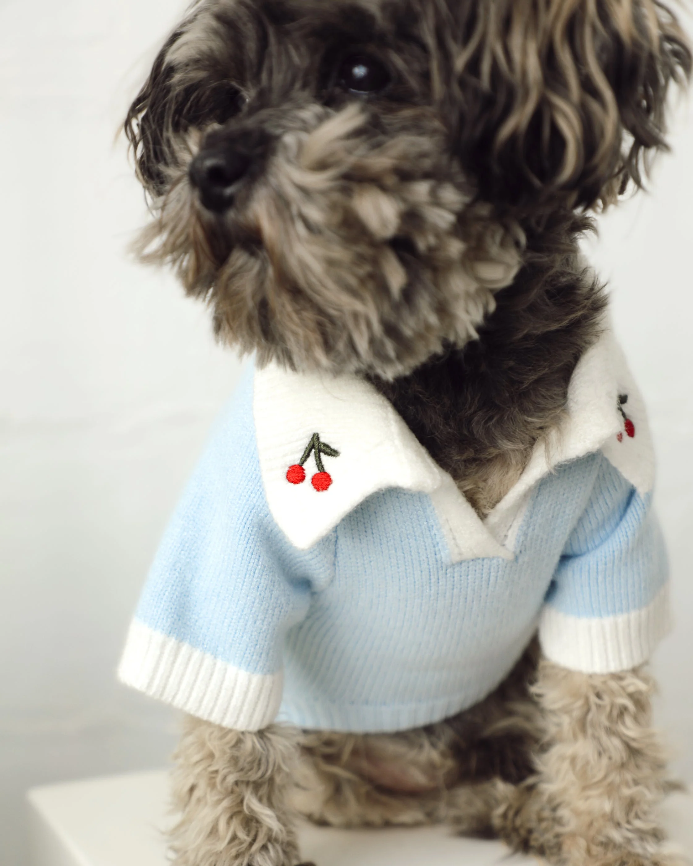 Cherry On Top Light Blue Polo Dog Sweater