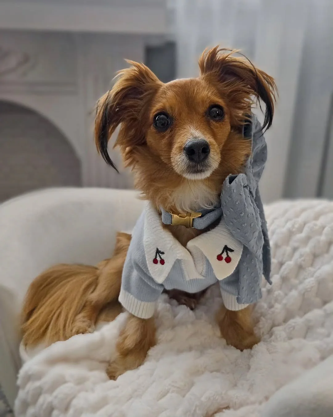 Cherry On Top Light Blue Polo Dog Sweater - Image 10