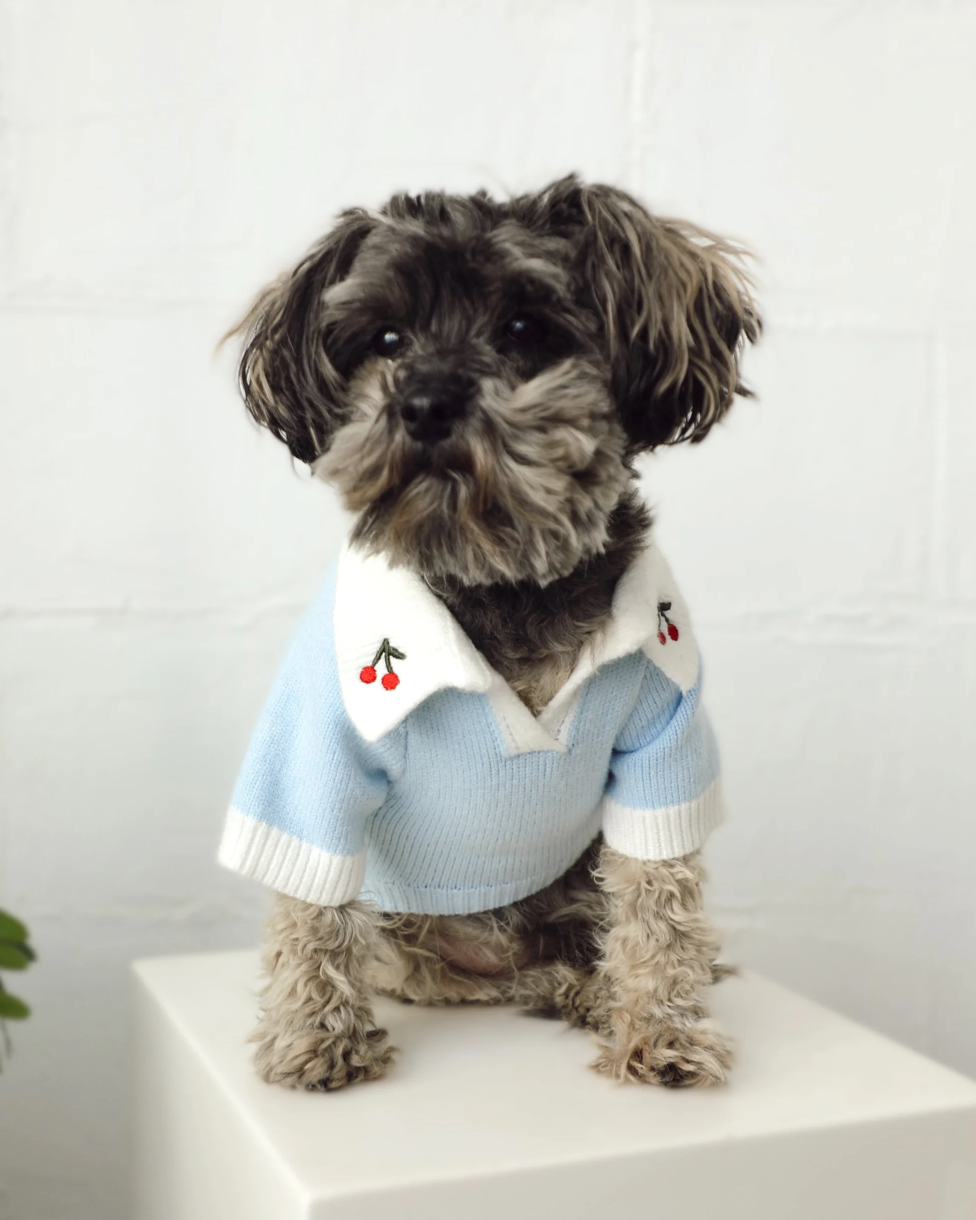 Cherry On Top Light Blue Polo Dog Sweater - Image 3