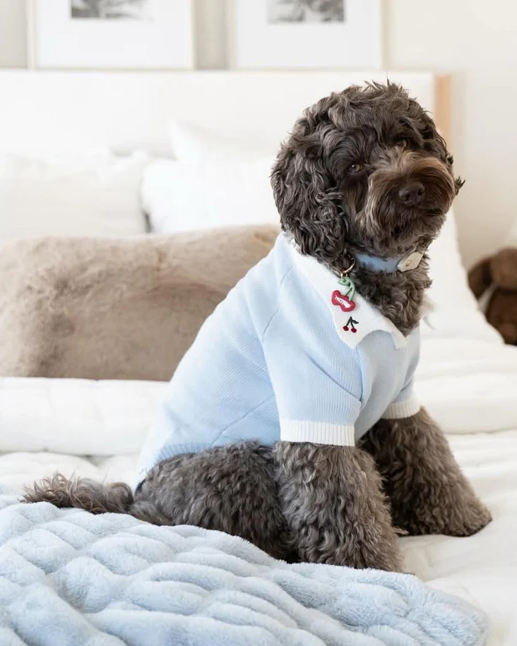 Cherry On Top Light Blue Polo Dog Sweater - Image 8