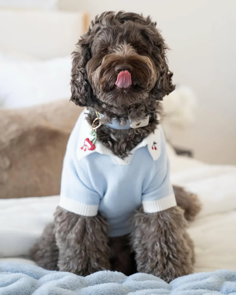Cherry On Top Light Blue Polo Dog Sweater - Image 9