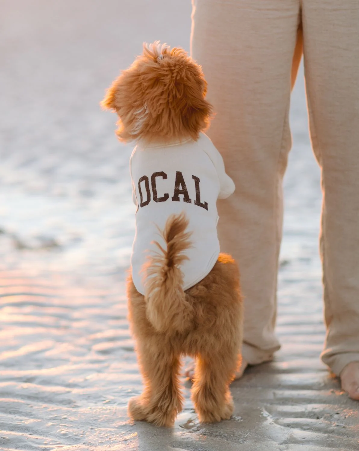 Local Legend Ivory Dog Sweatshirt - Image 7