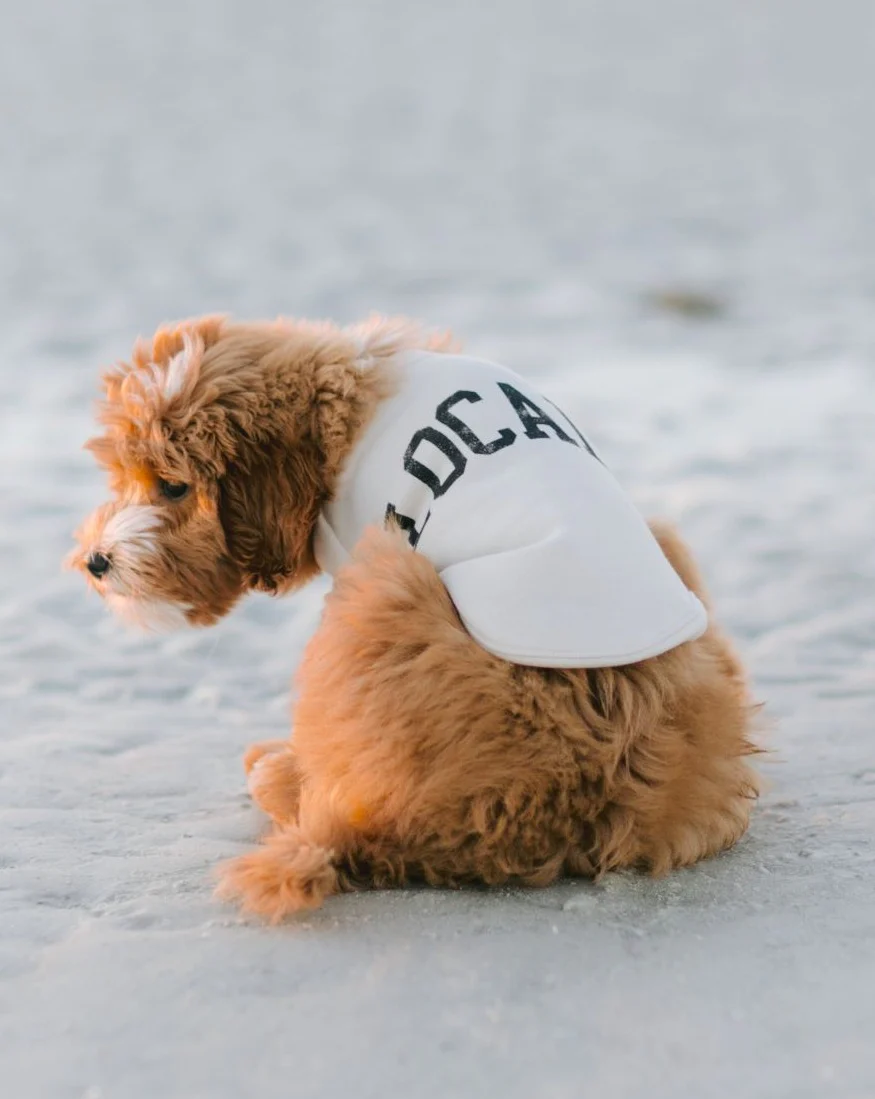 Local Legend Ivory Dog Sweatshirt - Image 8