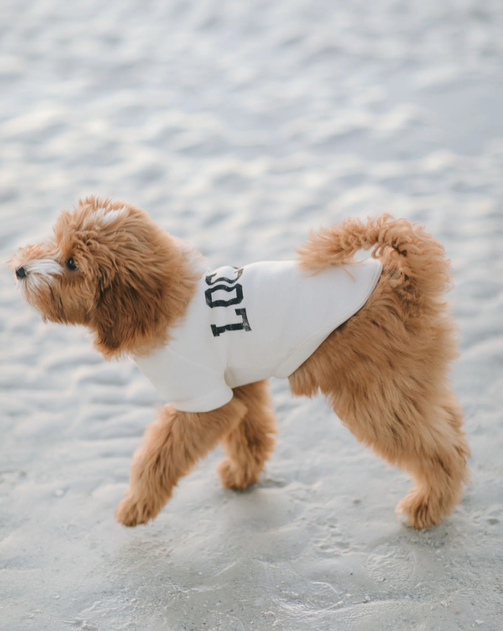 Local Legend Ivory Dog Sweatshirt - Image 9