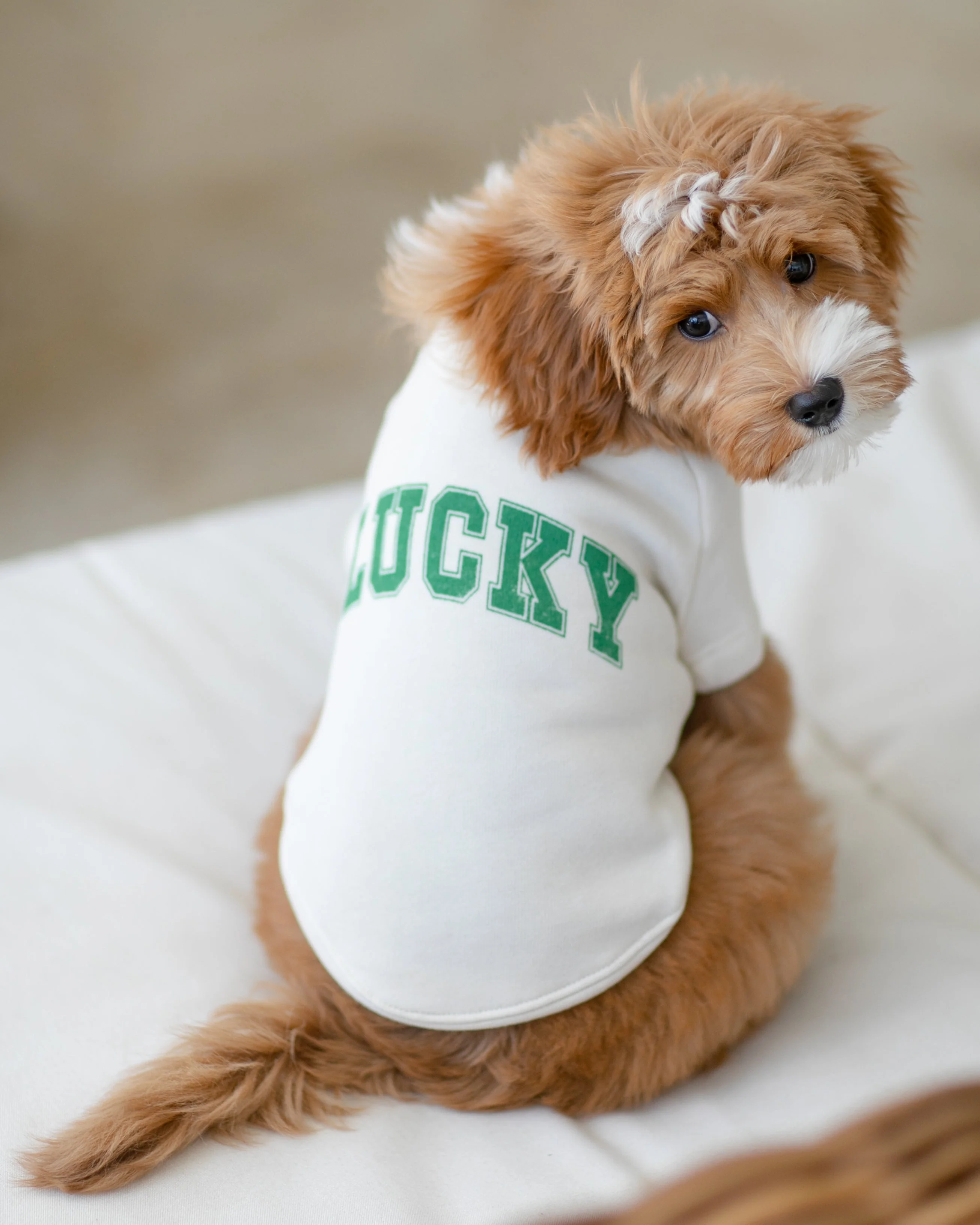 Lucky Charm Dog Sweatshirt - Image 2