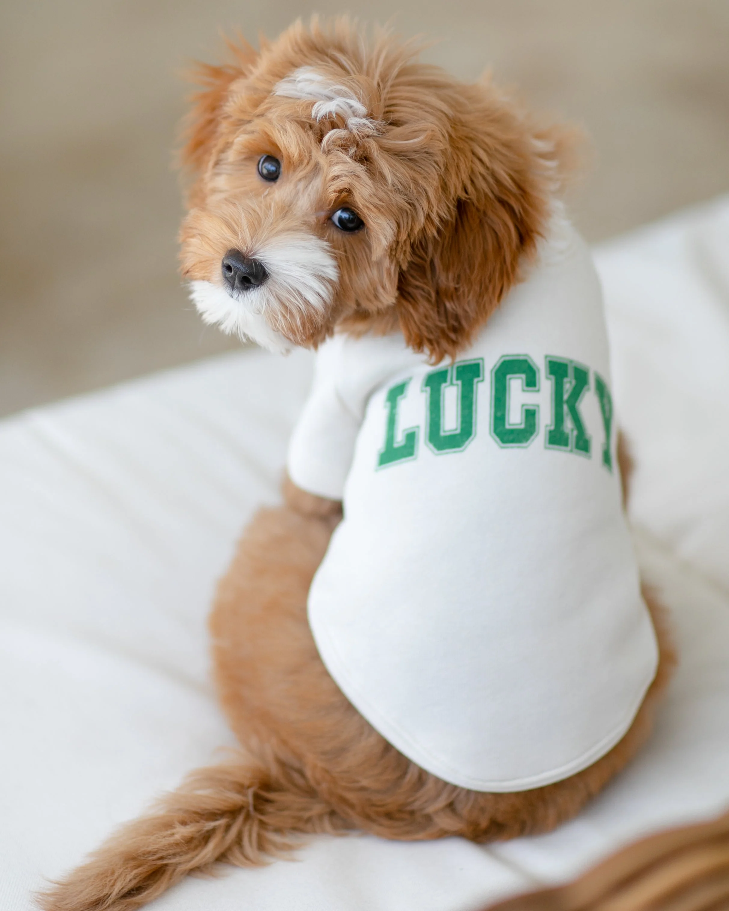 Lucky Charm Dog Sweatshirt - Image 3