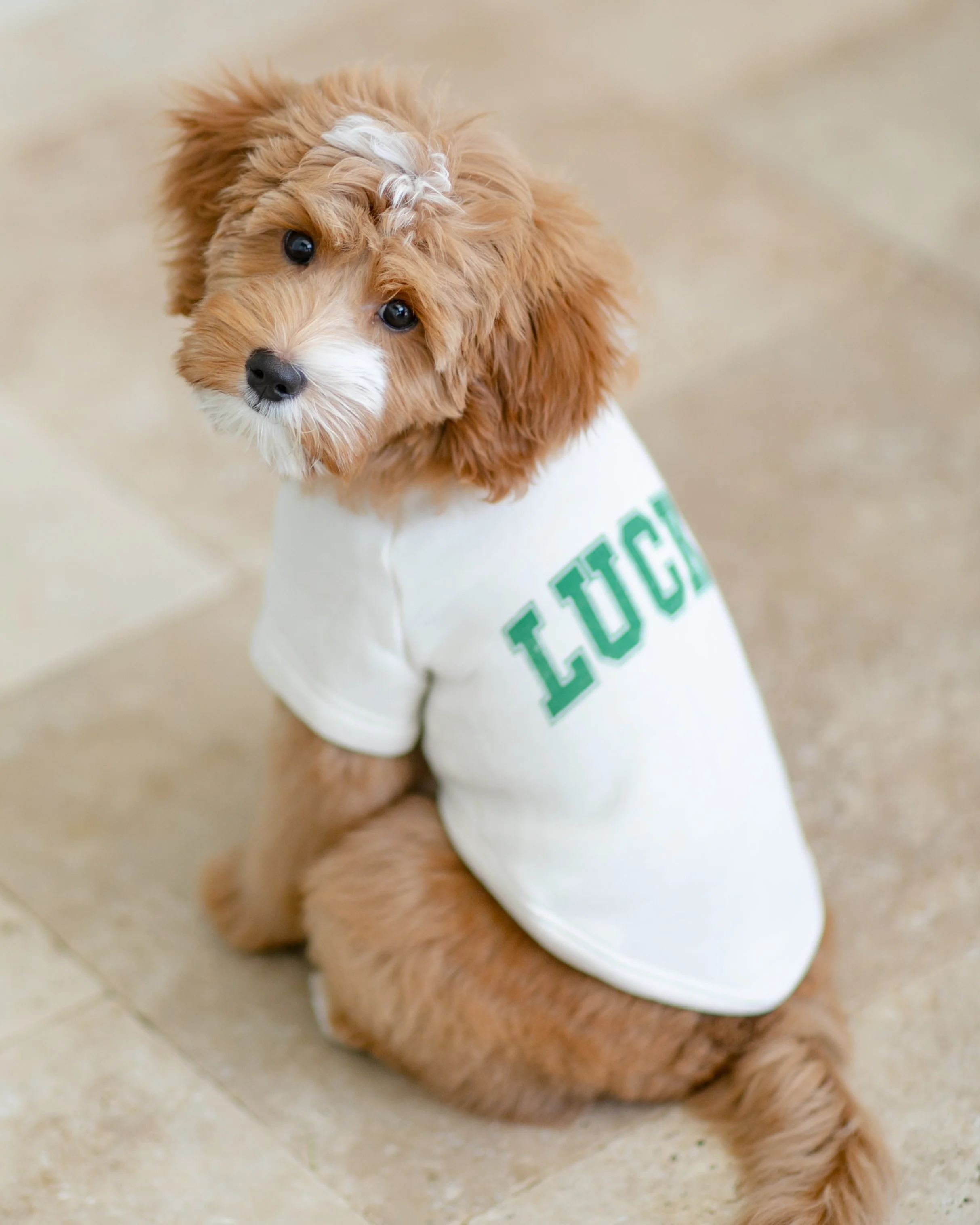 Lucky Charm Dog Sweatshirt - Image 4
