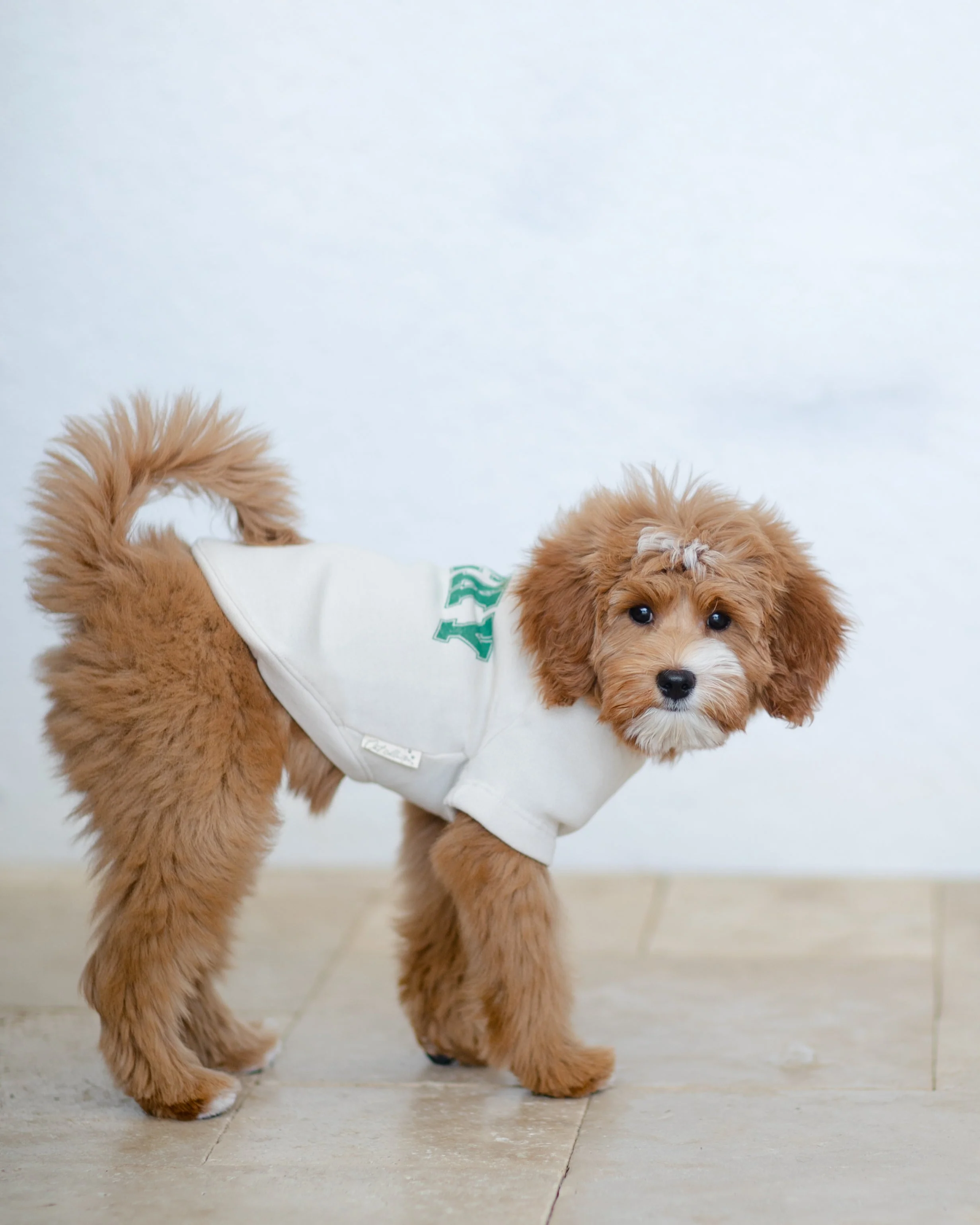 Lucky Charm Dog Sweatshirt - Image 5