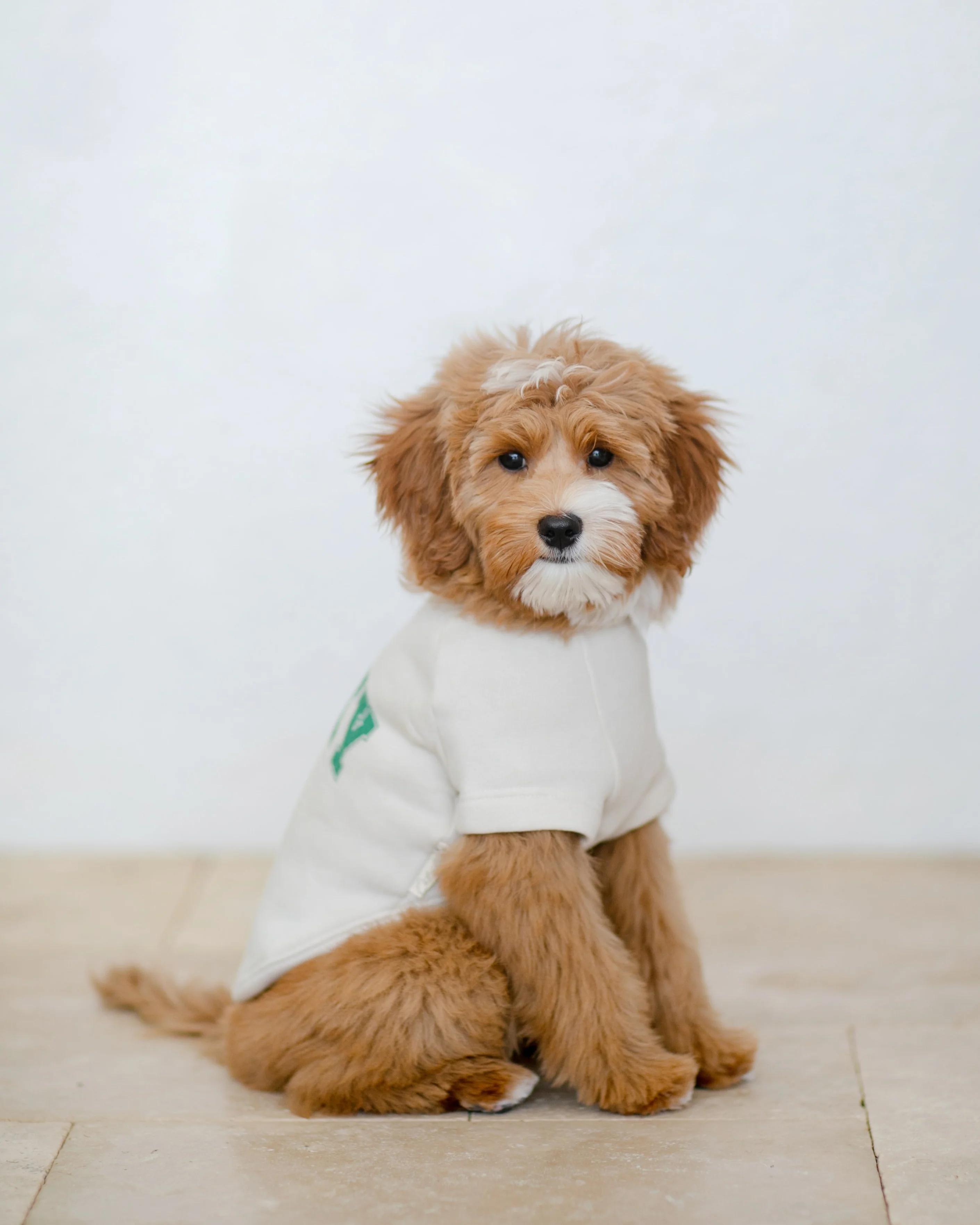 Lucky Charm Dog Sweatshirt - Image 6