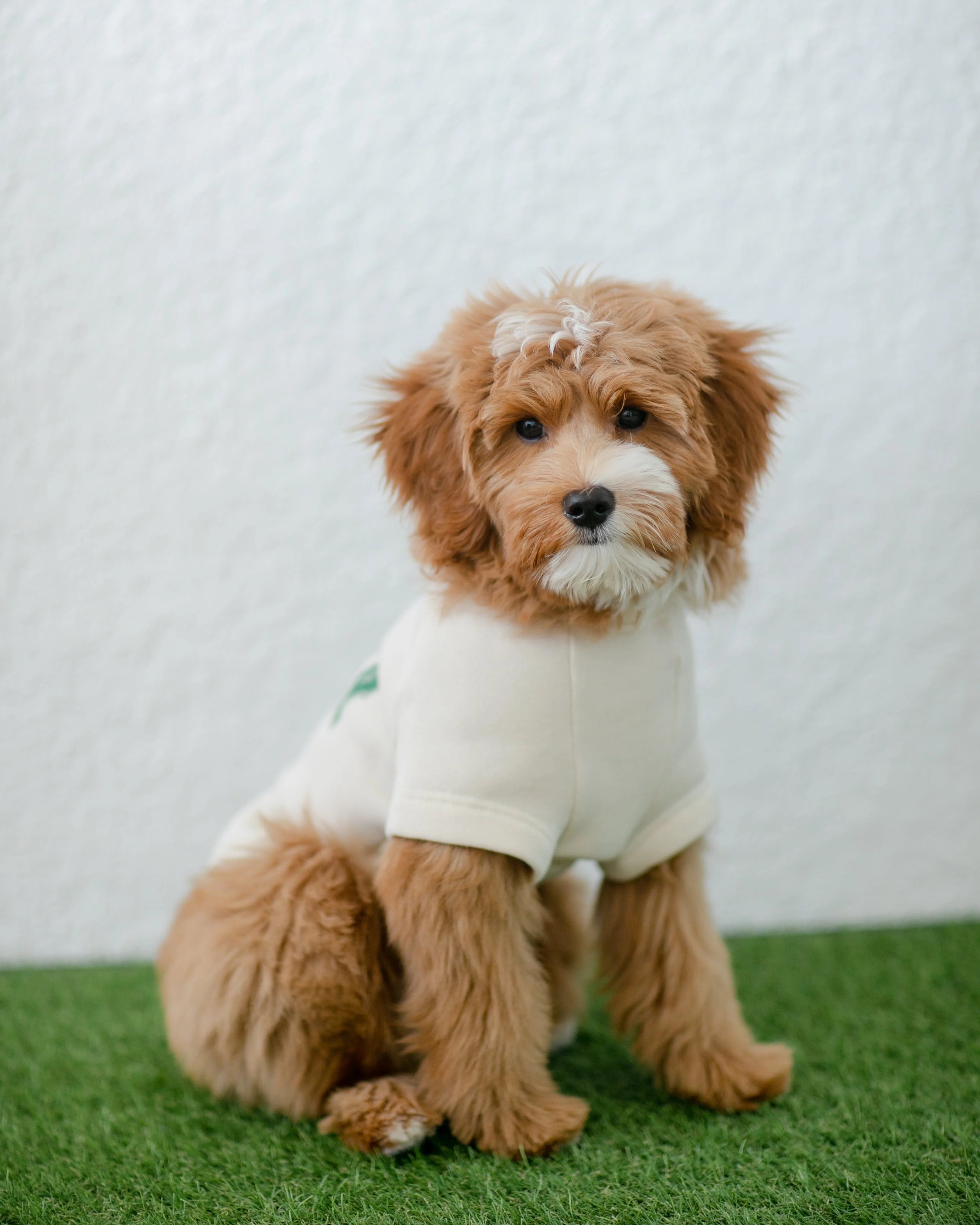 Lucky Charm Dog Sweatshirt - Image 7