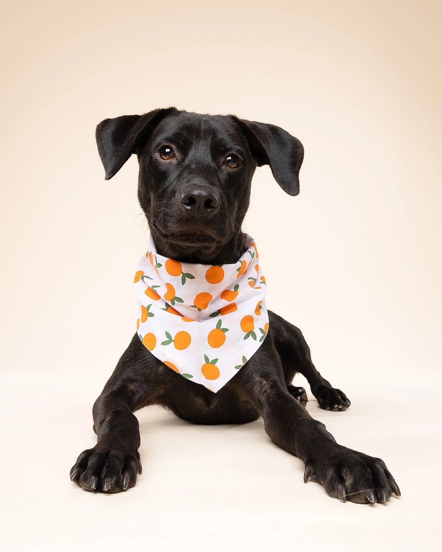 Main Squeeze Pup Dog Bandana - Image 3