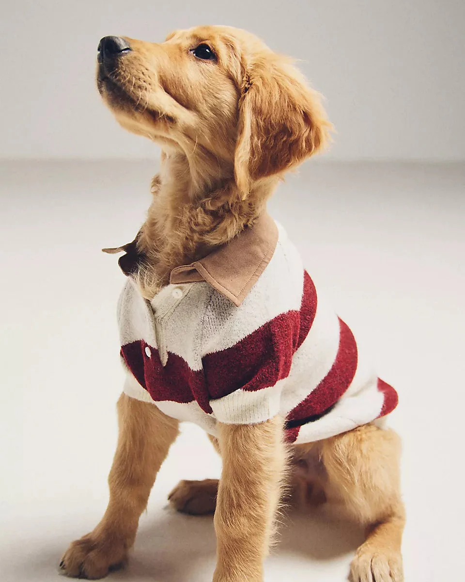 Prep School Pup Burgundy + Ivory Striped Rugby Sweater - Image 6