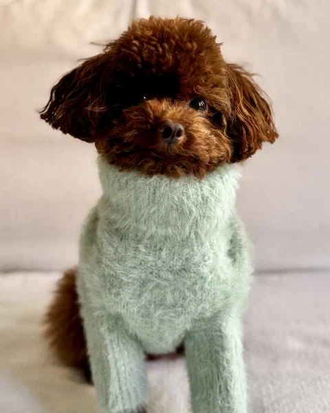 Bobbi Mint Eyelash Knit Dog Sweater