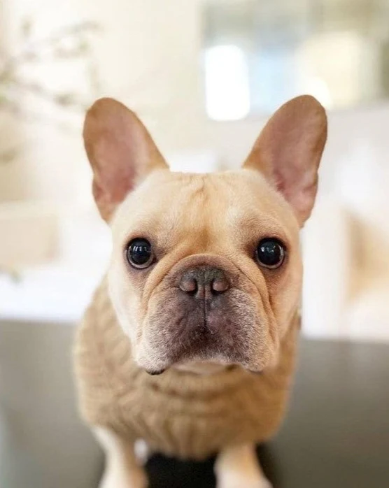 Adele Mocha Turtleneck Dog Sweater - Image 5