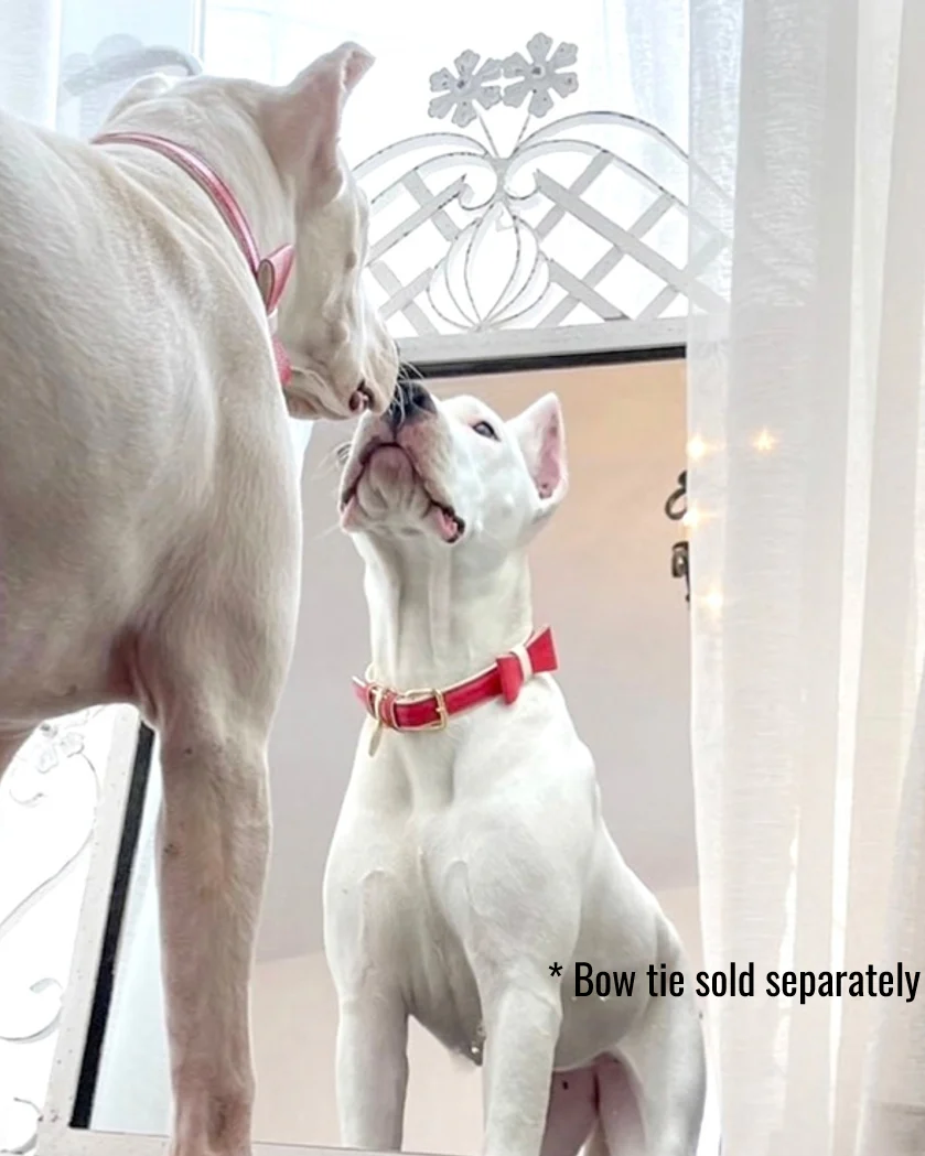 Demure Dog Red Leather Collar - Image 2