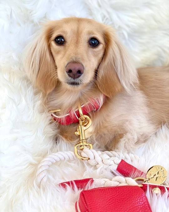 Demure Dog Red Leather Collar - Image 3