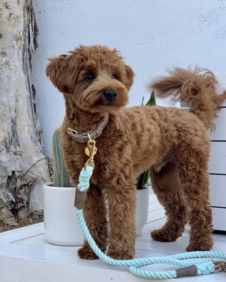 Demure Dog Taupe Leather Collar - Image 2