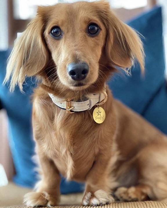 Demure Dog Ivory + Navy Leather Collar - Image 2