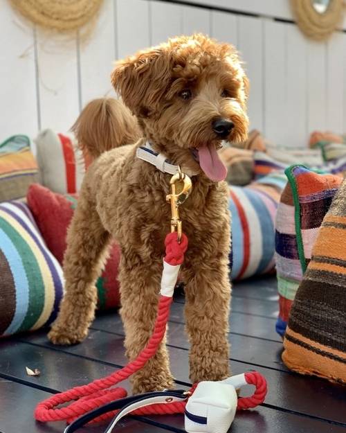 Demure Dog Ivory + Navy Leather Collar - Image 3