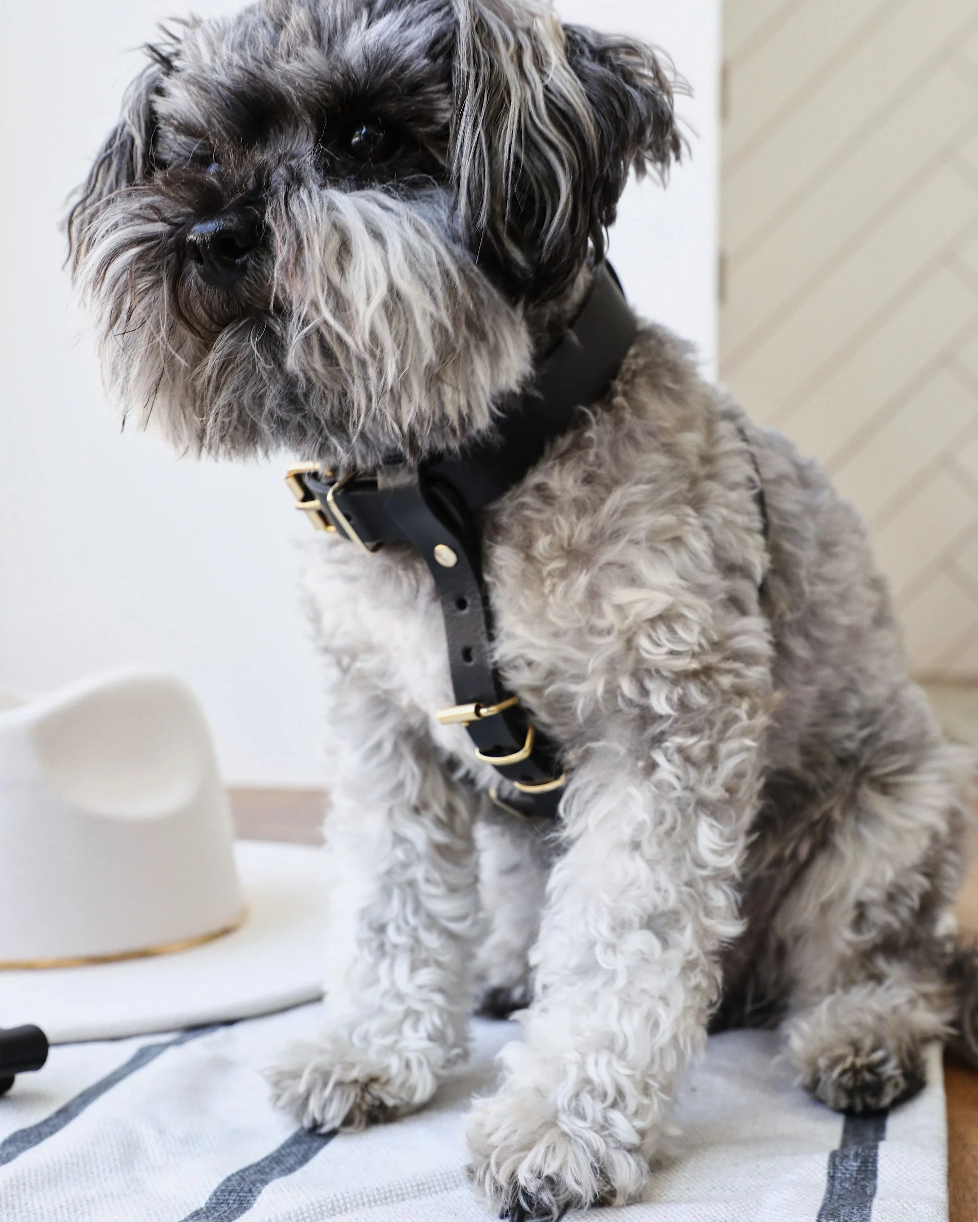 Palermo Black Leather Dog Harness - Image 4