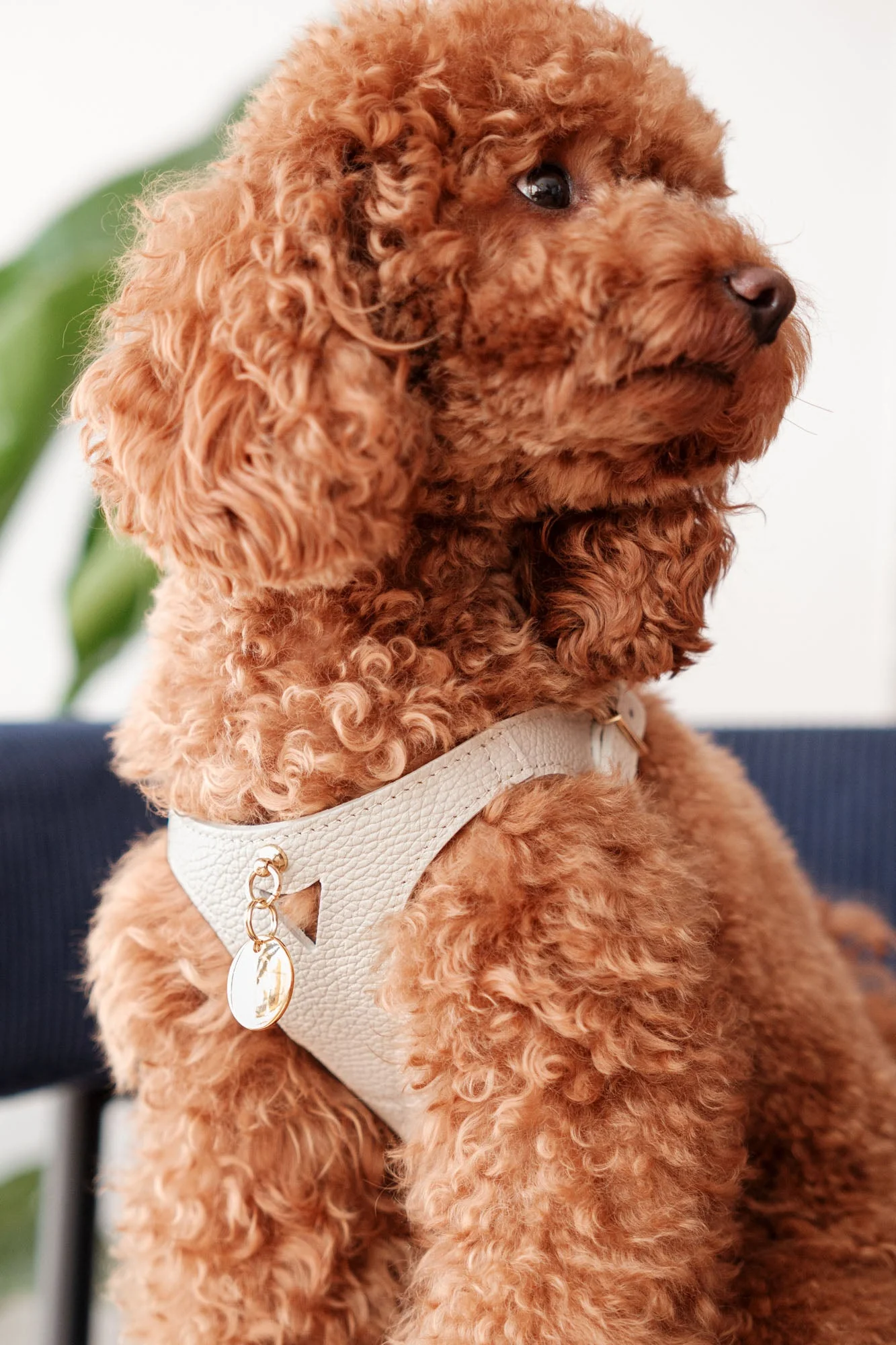 Luca Ivory Leather Dog Harness - Image 2